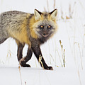 Cross Fox