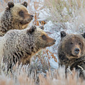 Grizzly Family