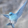 Balancing Bluebird