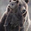 Grizzly with Cub