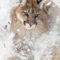 Snowy Lion